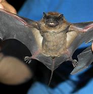 Image result for Egyptian Free-Tailed Bat