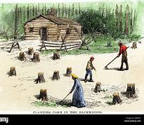 Image result for Early Pioneer Forest