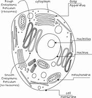Image result for Animal Cell Black and White