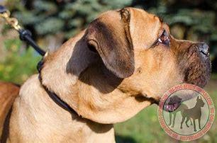 Image result for Cane Corso Dog Choke Collar