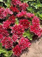 Image result for Red Ground Cover Plants