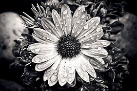Image result for Black N White Flowers