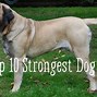Image result for Top 10 Most Strongest Dog