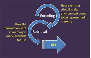 Image result for Encoding Memory Meaning