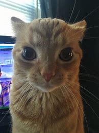 Image result for Funny Cat Camera