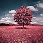 Image result for Pink Color Wallpaper HD