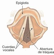 Image result for epiglotis