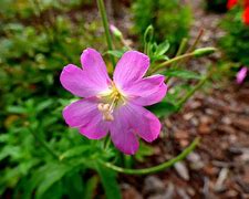 Bildergebnis für wierzbownica_kosmata