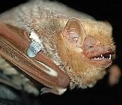 Image result for Red Bat Animal