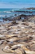 Image result for Elephant Seal Beach Cambria CA
