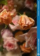 Image result for Orange Pink Roses