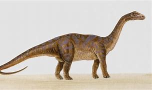 Image result for Large Picture Diplodocus Dinosaur