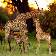 Image result for Beautiful Giraffe