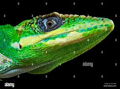 Image result for Black Anole Lizard