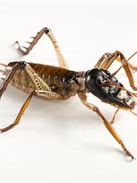Image result for Biggest Bug On Earth