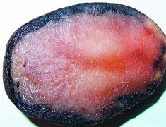 Image result for Pink Rot Disease