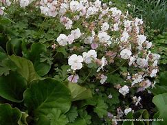 Image result for Geranium x cantabrigiense St. Ola