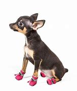 Image result for Smart Heart Small Dog Adult