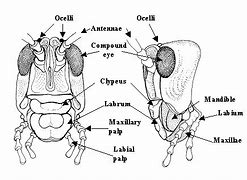Image result for Insect Anatomy