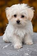 Image result for Best Small Dogs