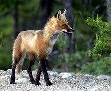 Image result for Anime Hoodie Fox Girl