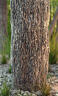 Image result for Pine Wood Texture for Blender