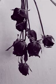 Image result for Dead Black Rose