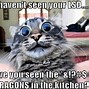 Image result for Cat People Meme Monday