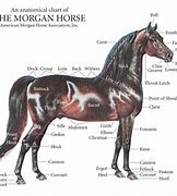 Image result for Morgan Horse Conformation