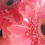 Image result for iPhone 6 Pink Daisy Wallpaper