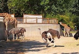 Image result for Zoo Door