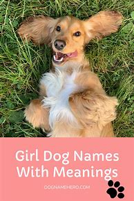 Image result for Meme Dog Names