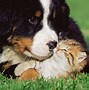 Image result for Baby Kittens and Puppies