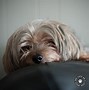 Image result for Dog Holding iPhone 11