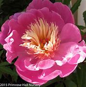 Résultat d’images pour Paeonia lactiflora Bowl of Beauty