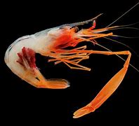 Image result for Sea Shrimp Alive