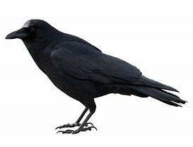 Image result for Small Crow