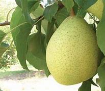 Image result for Asian Pear Li