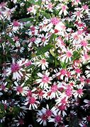Image result for Aster lateriflorus Lady in Black