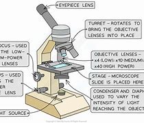 Image result for Microscopy Biology