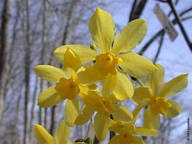 Image result for Narcissus cordubensis
