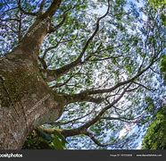Image result for Largest Guanacaste Tree