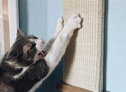 Image result for Cat Scratch Its Balls
