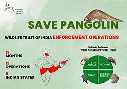 Image result for World Pangolin Day Poster