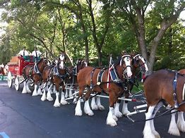 Image result for Budweiser: Clydesdales in new york