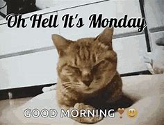 Image result for Cat Just Woke Up Meme