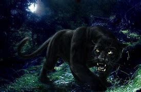 Image result for Angry Black Panther