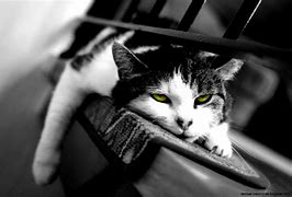 Image result for Boring Cat Collor