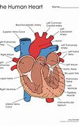 Image result for Heart Anatomy for Kids
