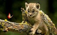 Image result for The Prettiest Animal in the World